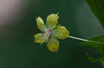 Fringed loosestrife